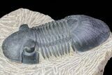 Paralejurus Trilobite Fossil - Excellent Specimen #75575-4
